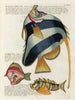 van een schilderij met vissen, kreeften en krabben in diverse kleuren en met buitengewone figuren Pl044 - Louis Renard — weergave van het kunstwerk