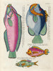 van een schilderij met vissen, kreeften en krabben in diverse kleuren en met buitengewone figuren Pl046 - Louis Renard — weergave van het kunstwerk