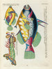 van vissen, kreeften en krabben in diverse kleuren en met buitengewone figuren Pl071 - Louis Renard — weergave van het kunstwerk