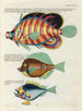 Poissons écrevisses et crabes de diverses couleurs et figures extraordinaires Pl081 - Louis Renard — weergave van het kunstwerk