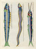 van vissen, kreeften en krabben in diverse kleuren en met buitengewone figuren Pl083 - Louis Renard — weergave van het kunstwerk