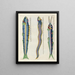 van vissen, kreeften en krabben in diverse kleuren en met buitengewone figuren Pl083 - Louis Renard — ingelijst kunstwerk aan de muur