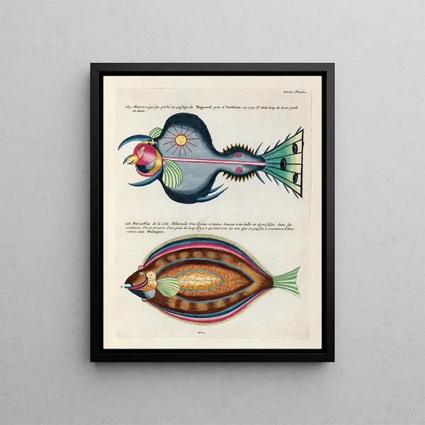 Louis Renard - Poissons ecrevisses et crabes de diverses couleurs et figures extraordinaires Pl087.webp
