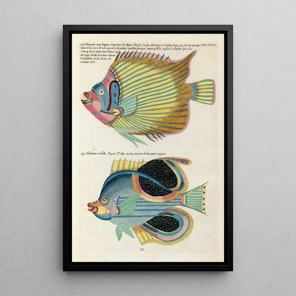 Louis Renard - Poissons ecrevisses et crabes de diverses couleurs et figures extraordinaires Pl099.webp
