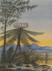 Vue près d'Auckland Soir Arbres et Fougères - Lt Gen Charles Emilius Gold — weergave van het kunstwerk