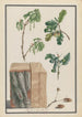 Études des fleurs, fruits et tronc d'un chêne pédonculé Quercus robur - Ludwig Pfleger — weergave van het kunstwerk