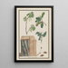 Études des fleurs, fruits et tronc d'un chêne pédonculé Quercus robur - Ludwig Pfleger — ingelijst kunstwerk aan de muur