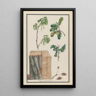 Ludwig Pfleger - Studies of the blossoms fruits and trunk of an English oak Quercus robur.webp