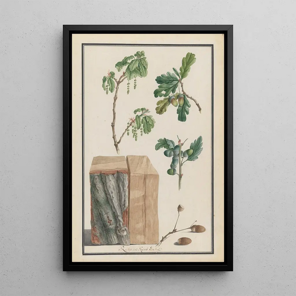 Ludwig Pfleger - Studies of the blossoms fruits and trunk of an English oak Quercus robur.webp