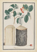 Studiem van bladeren, bloemen, vruchten en stam van een lijsterbes Sorbus onder-genre Aria - Ludwig Pfleger — weergave van het kunstwerk