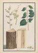 Studiem van bladeren, bloemen, vruchten en stam van een Engelse iep Ulmus procera - Ludwig Pfleger — weergave van het kunstwerk