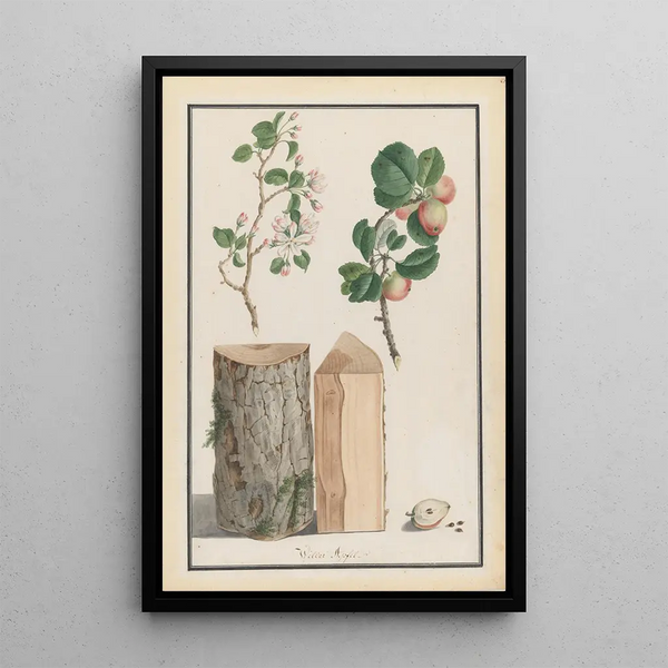 Ludwig Pfleger - Studies of the trunk blossoms and fruit of a wild apple tree Malus sylvestris.webp
