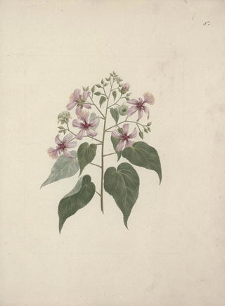 Luigi Balugani - Abutilon longicuspe A Rich.webp