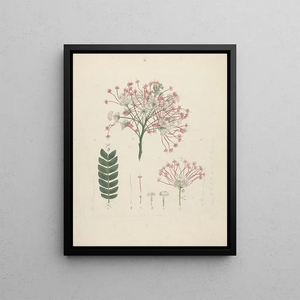 Luigi Balugani - Albizia gummifera JF Gmel CA Sm.webp