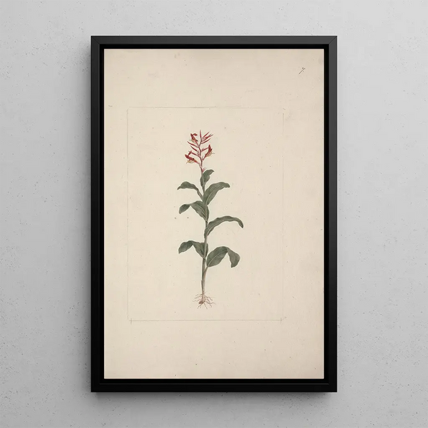 Luigi Balugani - Canna bidentata Bertol.webp