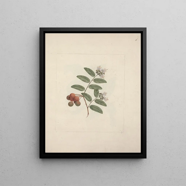 Luigi Balugani - Capparis tomentosa Lam.webp