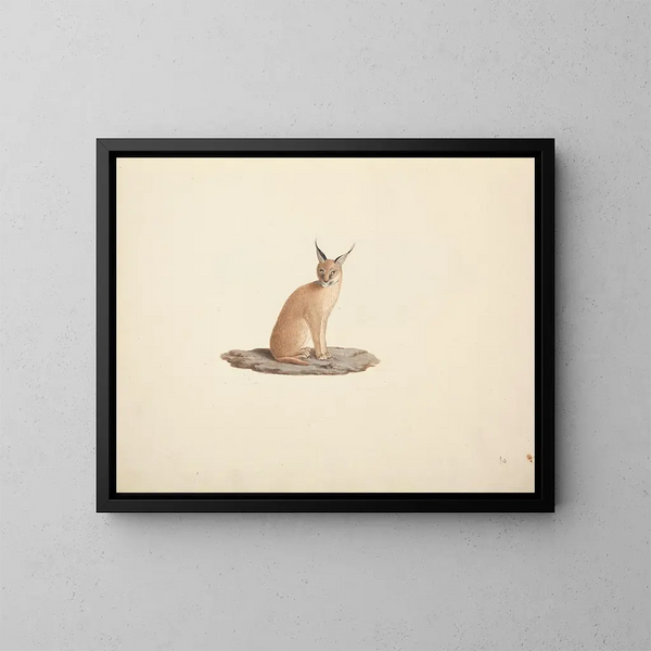 Caracal caracal - Luigi Balugani — ingelijst kunstwerk aan de muur