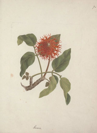 Luigi Balugani - Erythrina abyssinica DC.webp