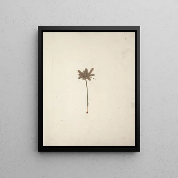 Luigi Balugani - Mariscus cyperoides L O Kuntze.webp