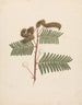 Mimosa luiaard - Luigi Balugani — weergave van het kunstwerk