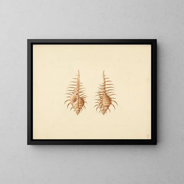 Murex pecten - Luigi Balugani — ingelijst kunstwerk aan de muur