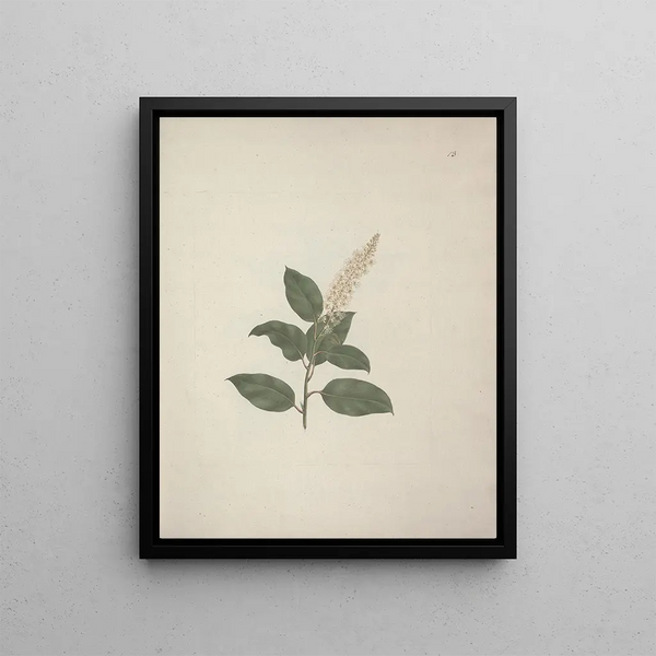 Luigi Balugani - Phytolacca dodecandra LHerit.webp