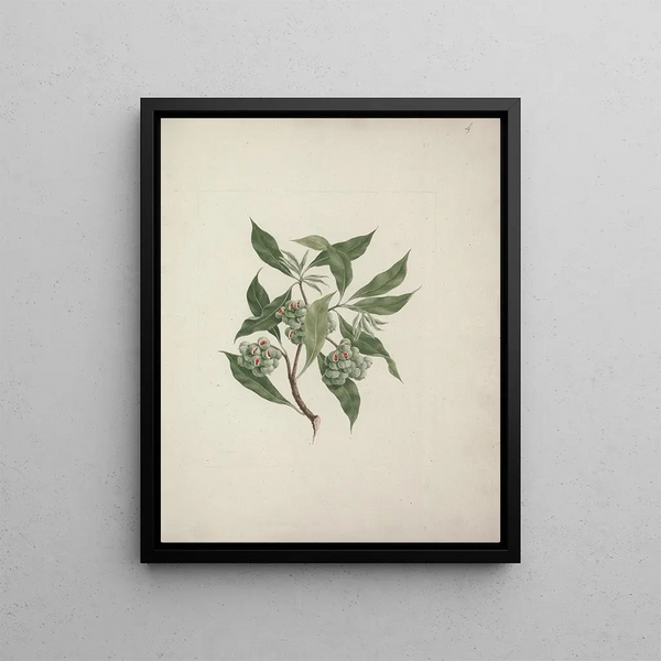 Luigi Balugani - Pittosporum viridiflorum Sims.webp