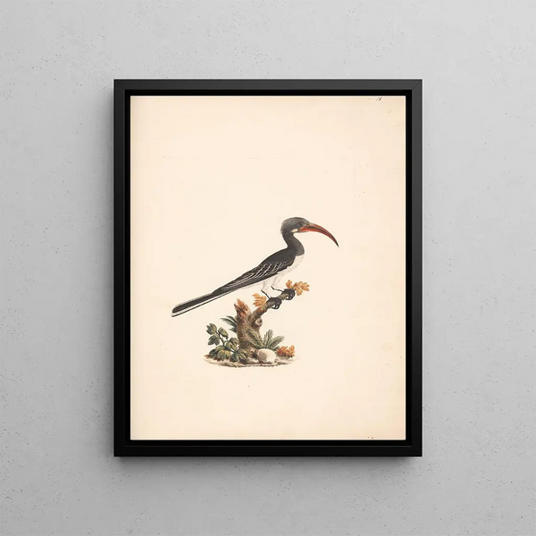 Luigi Balugani - Tockus hemprichii Hemprichs Hornbill or Tockus abloterminatus.webp