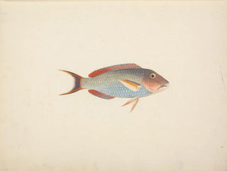 Luigi Balugani - Unidentified Fish.webp