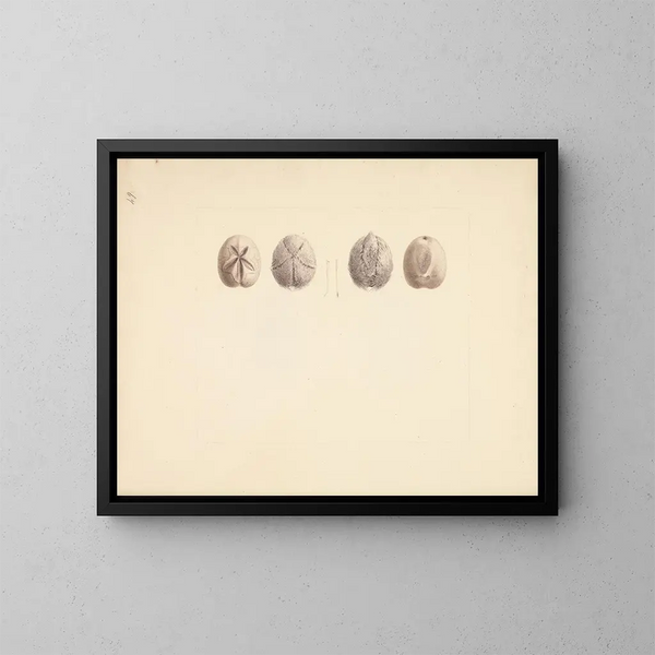Dollar de sable non geïdentificeerd - Luigi Balugani — ingelijst kunstwerk aan de muur