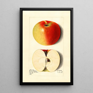 M Strange - Malus domestica French Pippin.webp