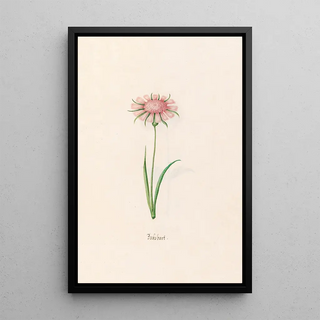 Magdelena Rosina Funck - Bocksbart.webp