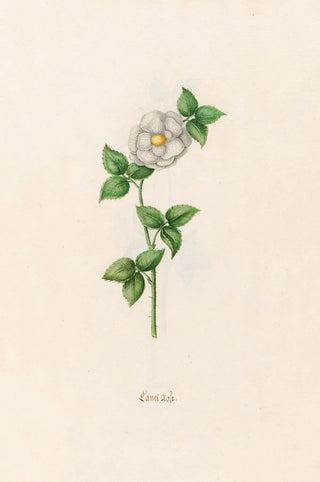 Magdelena Rosina Funck - Canel rose.webp