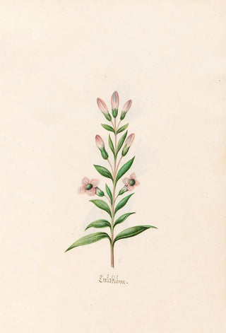 Magdelena Rosina Funck - Crezblme.webp