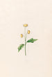 Marguerite - Magdalena Rosina Funck — weergave van het kunstwerk