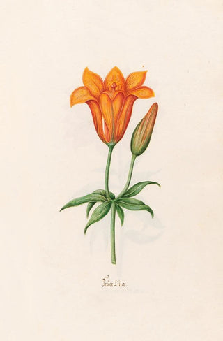 Magdelena Rosina Funck - Feer Lilia Lily.webp