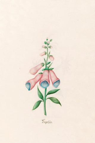 Magdelena Rosina Funck - Fingerhts.webp