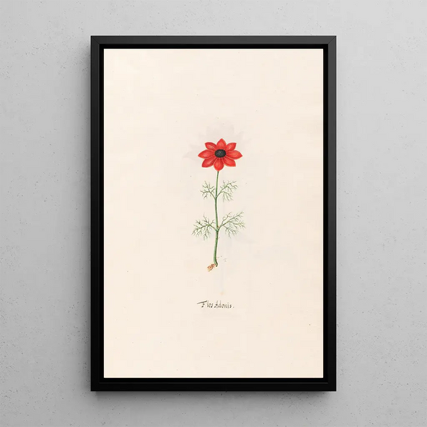 Magdelena Rosina Funck - Flos Adonis.webp