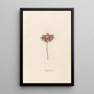 Magdelena Rosina Funck - Gggcks Blme.webp