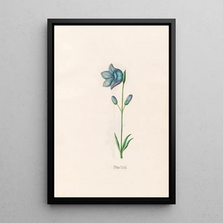 Magdelena Rosina Funck - Meer Viol.webp