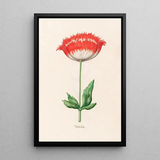 Magdelena Rosina Funck - Mohnblt.webp