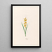 Muscari - Magdalena Rosina Funck — ingelijst kunstwerk aan de muur