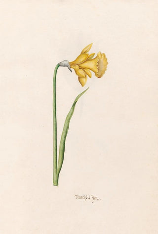 Magdelena Rosina Funck - Narciss Lion.webp