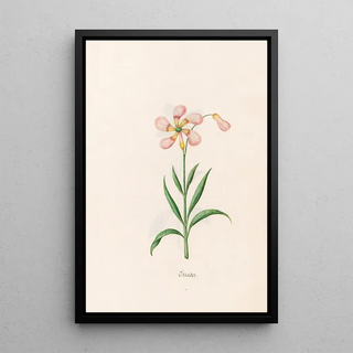 Magdelena Rosina Funck - Oleander.webp