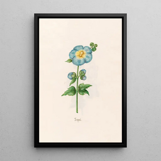 Magdelena Rosina Funck - Pappel.webp