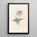 Pivoine - Magdalena Rosina Funck — ingelijst kunstwerk aan de muur