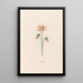 Gypsophile - Magdalena Rosina Funck — ingelijst kunstwerk aan de muur