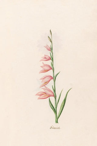 Magdelena Rosina Funck - Schwendel.webp