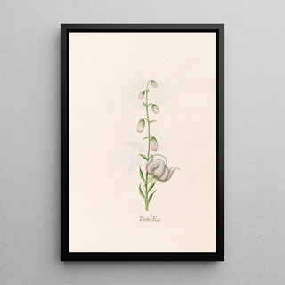 Magdelena Rosina Funck - Trckish Bnd.webp