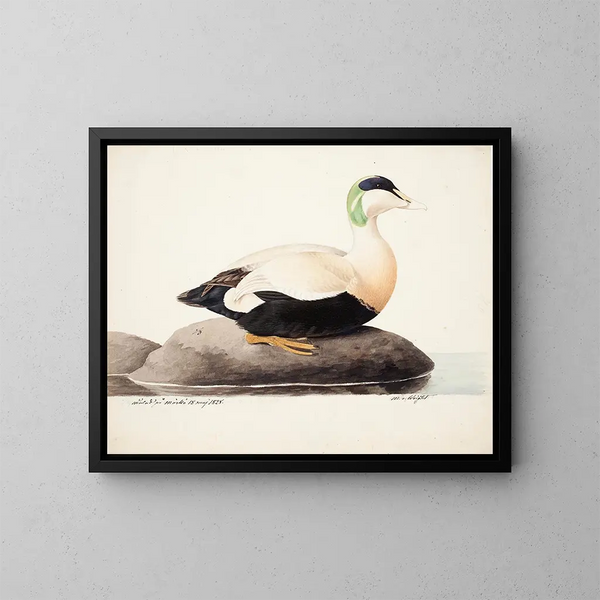 Eider à duvet mâle - Magnus von Wright — framed artwork on a wall